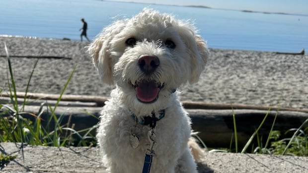 Greater Victoria woman fights for better animal controls after off-leash dog attack