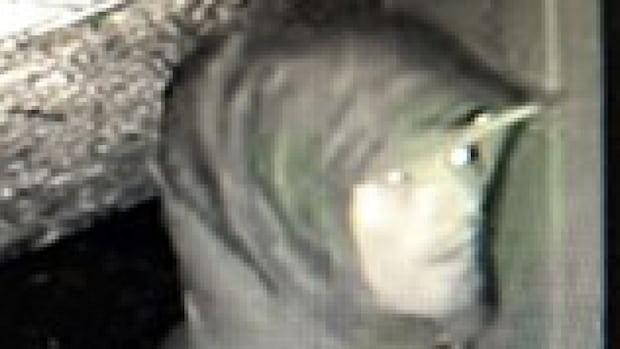 Toronto police seek man after 3 unprovoked stabbings downtown in past week
