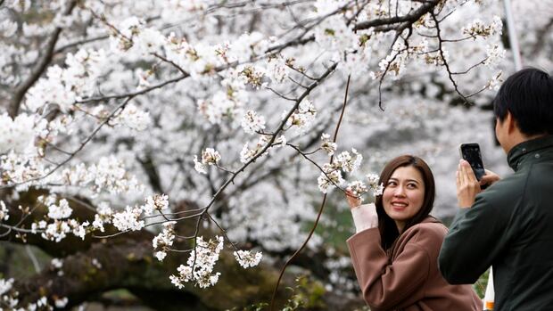 IN PHOTOS | It's cherry blossom viewing season