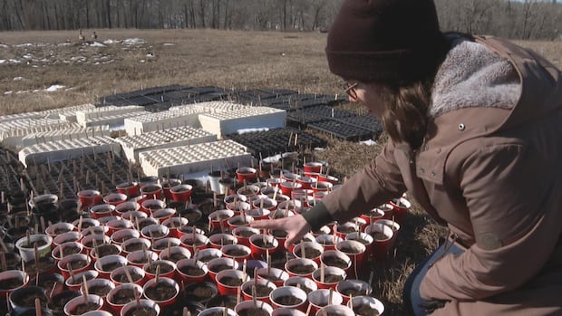 Group saves native plants from being bulldozed, gives them 2nd chance in Fish Creek Park