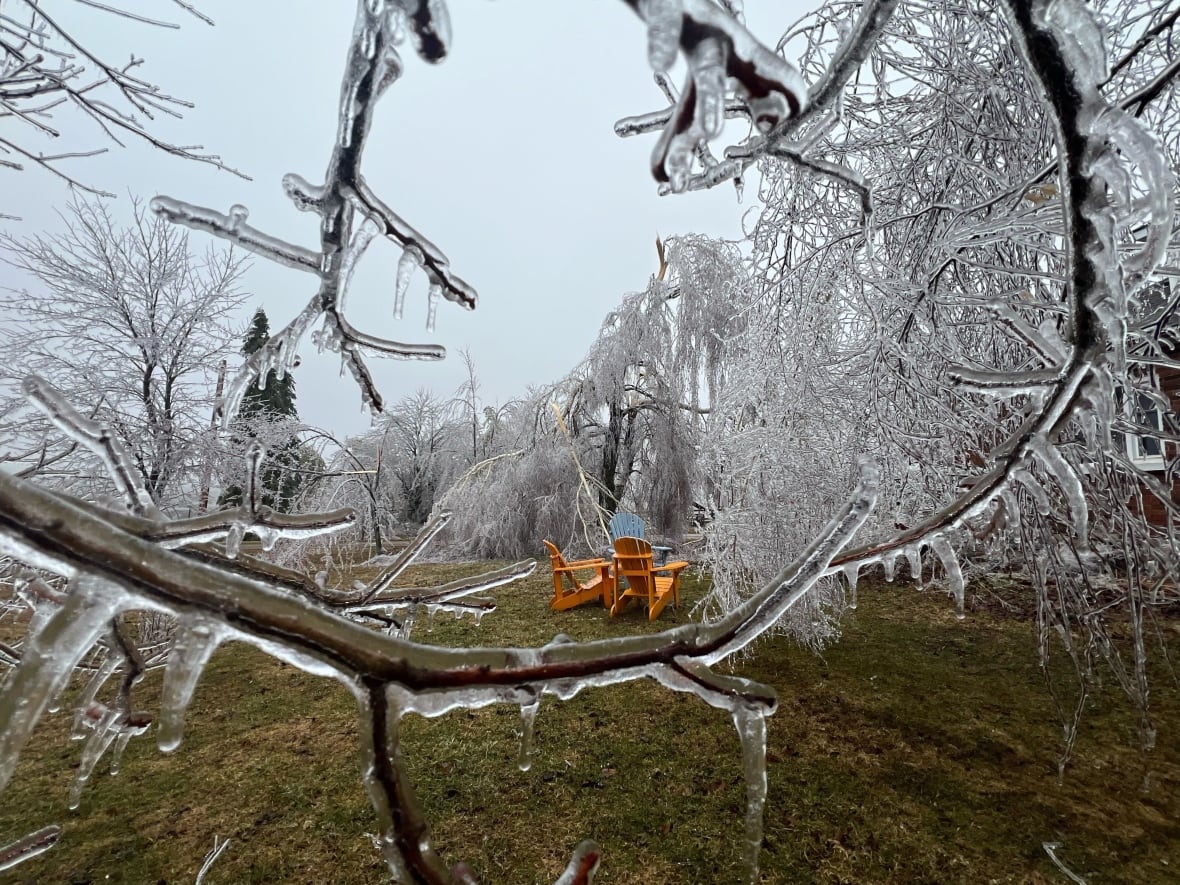 Photo of trees covered in freezing rain, with two orange deck chairs also visible