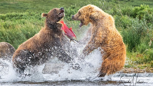 Bruce County photographer's award-winning grizzly shot featured at the ROM