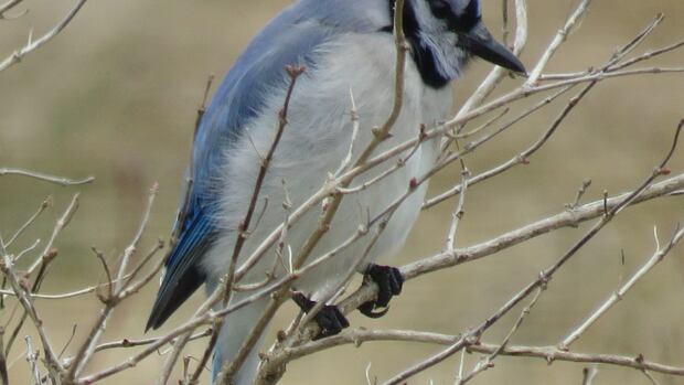 Fresh spring snow and furry friends in this week's audience gallery