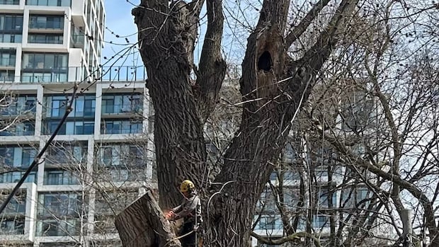 Residents mourn as century-old midtown Toronto willow tree cut down