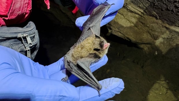 bat.jpg