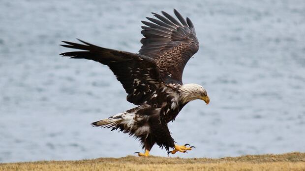 Ready to leap into friendlier skies in this week's photo gallery