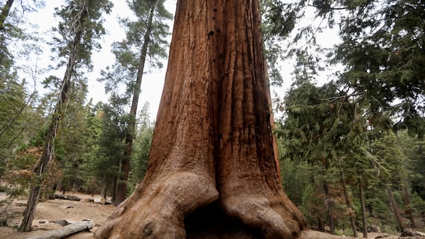 A sequoia forest in Detroit? Plantings to improve air quality and mark Earth Day