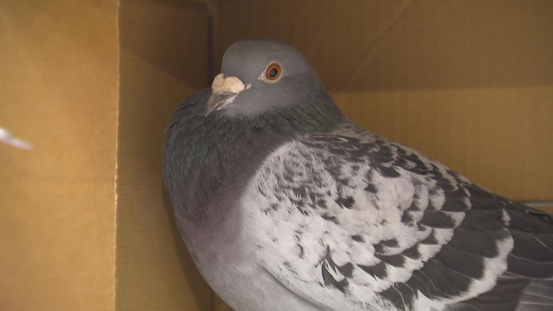 A pigeon connected  a cardboard box. 