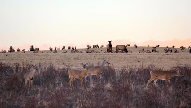 New provincial rules permit hunters to kill problem elk
