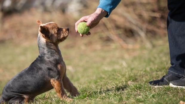 Who let the dogs off-leash? Fredericton council, as part of a park trial