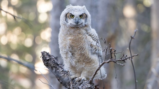 Young owls in Calgary at risk of 'unethical' photography practices