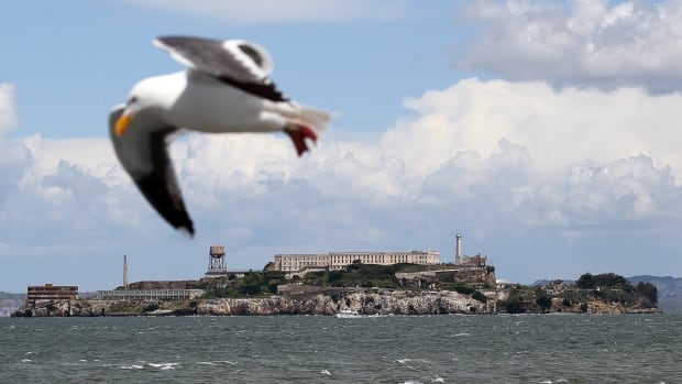 A seagull flies near Alcatraz Island on April 7, 2011 in San Francisco, United States. An April 7, 2011, file photo, showing a seagull flying near the former Alcatraz prison in San Francisco, Calif.