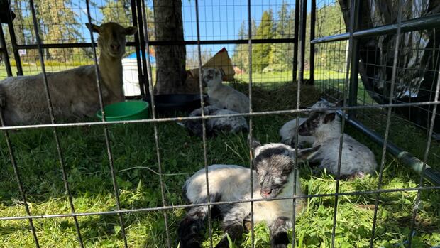 'Rare' quintuplet lamb birth awes Saanich community ahead of Mother's Day