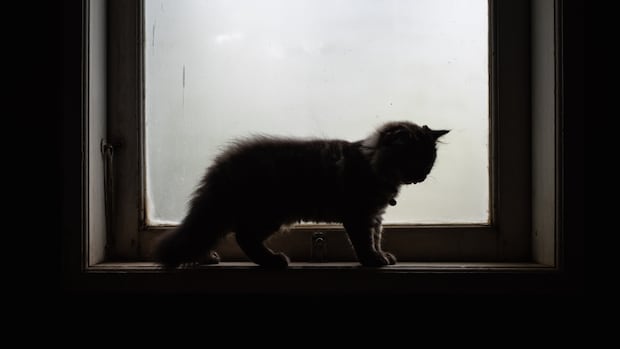 Brandon man showed 'stunning' levels of brutality in animal cruelty case: judge