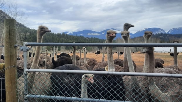 Three MLAs are supporting a B.C. farming family whose 400 ostriches are to be culled