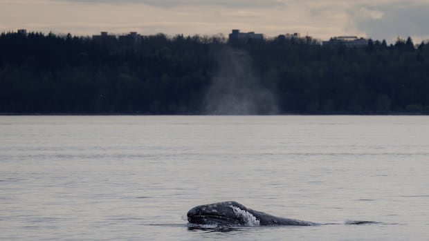 Grey whale 'Little Patch' mesmerizes, sparks connection in Metro Vancouver