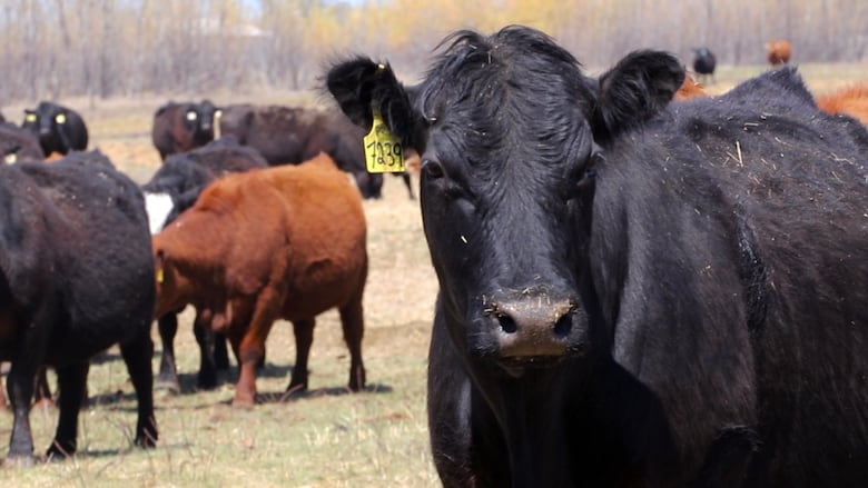 A cow stands in a field.