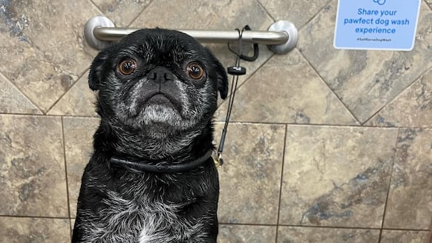 Regina woman wins custody of Charlie the pug because former partner refused to vaccinate him