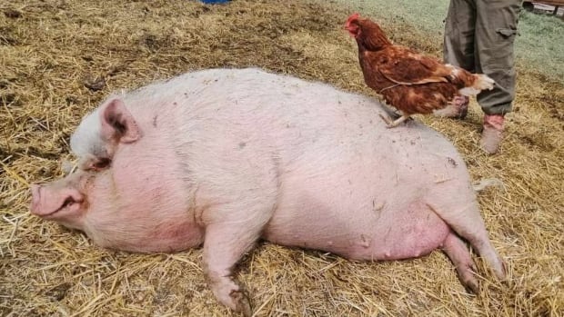 A pig naps in a barnyard with a chicken on his side.