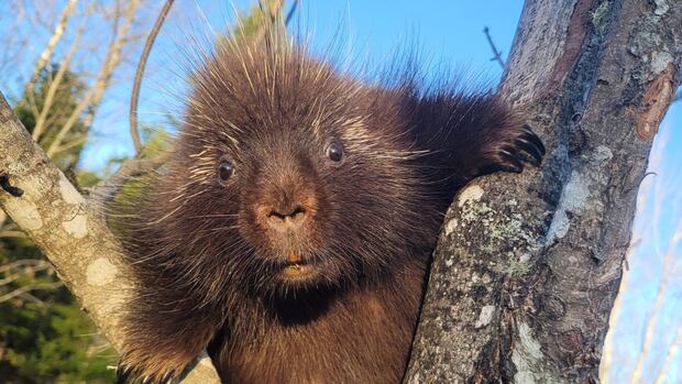 Fiddleheads and furry friends: Enjoy these photos from around N.B.