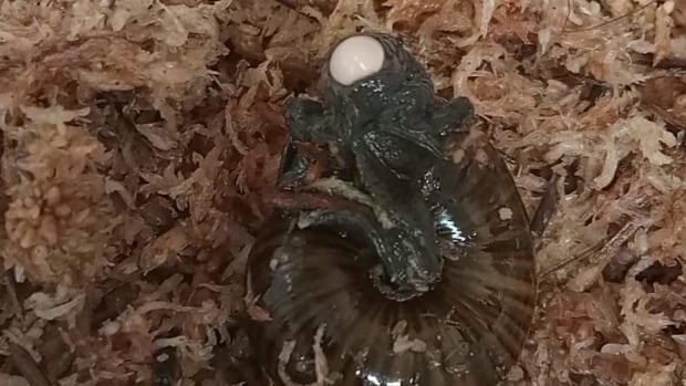 A brown snail nestled in some mulch or straw-like material with a tiny white egg emerging from its neck.