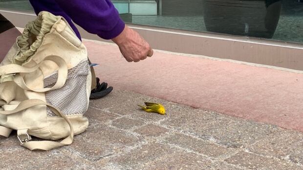 Nature Regina unites enthusiasts to document and rescue birds that hit windows