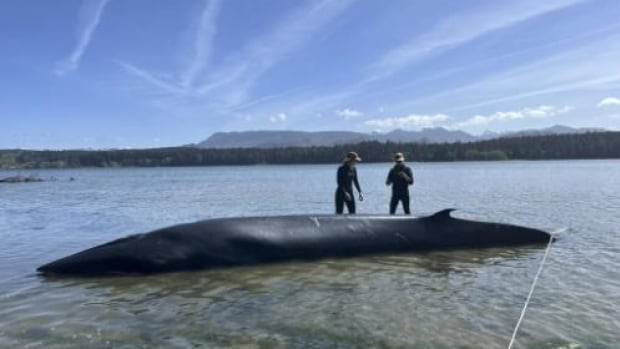 Two people stand beside a whale in the water.