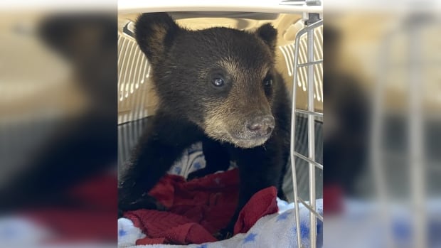 Small black bear with brown colouring around its snout stands inside a crate with towels and blankets inside. 