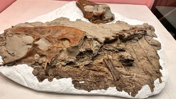 Gorgosaurus libratus.