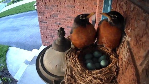 Two robins stare at each other while perched on the edge of a nest with eight blue eggs