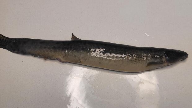 A brown fish with a light underside against a grey background