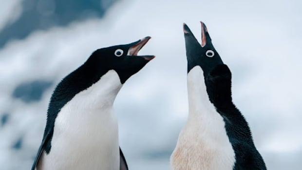 A photograph of two penguins.