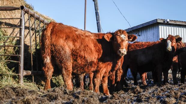 Alberta's largest cattle industry lender to restart loan program after province lifts order