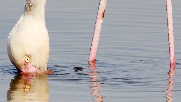 A flamingo with its beak in the water