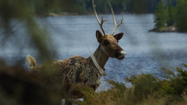 Nopiming fire leaves herd of endangered caribou at risk