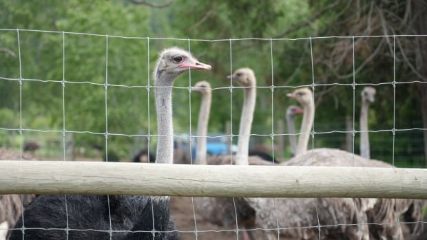 A herd of ostriches behind a chain-link fence.