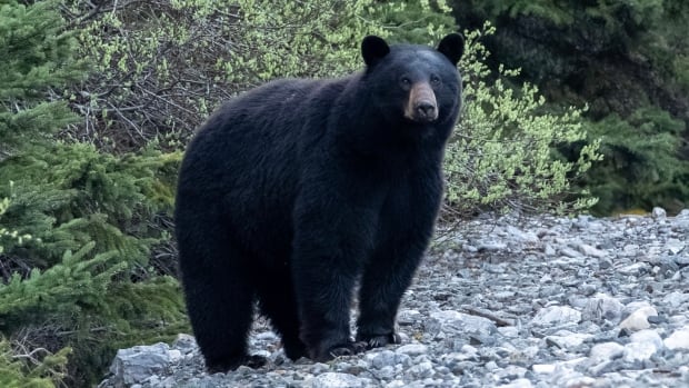 A black bear in Kananaskis Country, Alta.