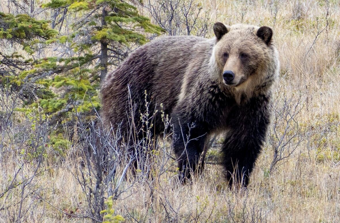 A grizzly bear in Jasper National Park.