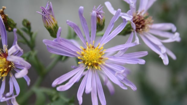 Native plant project aims to bring new life to northeast Calgary green space