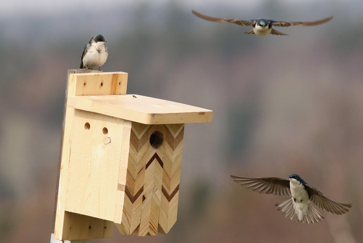 Three tree swallows on and around a wooden birdhouse.