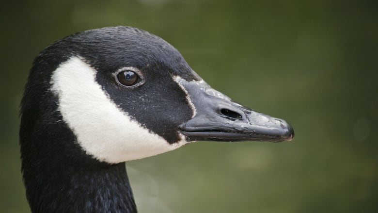 The face of a Canada goose.