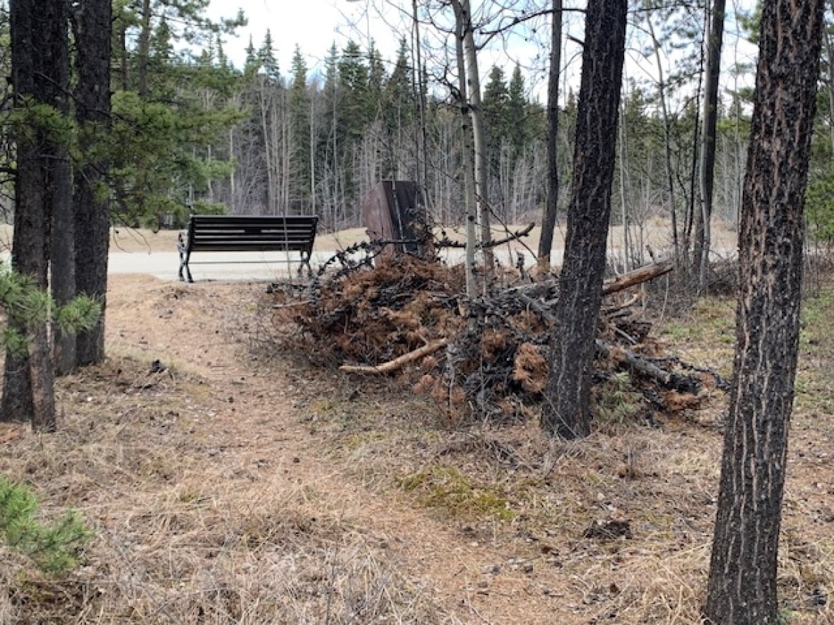 A heap  of brushwood  and trees connected  the crushed  adjacent   a trail.