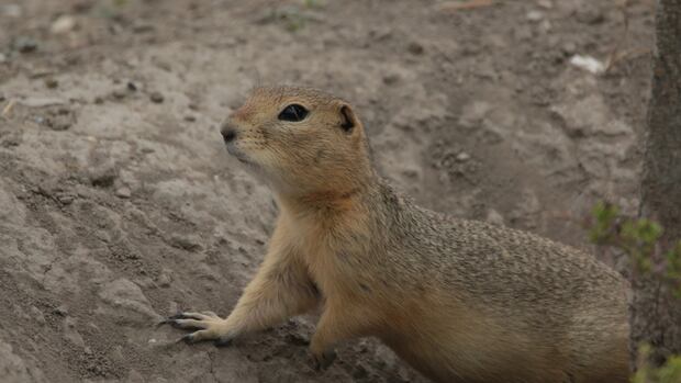 Winnipeg's ground squirrels get new lease on life: Sulfur gas ruled out as control measure
