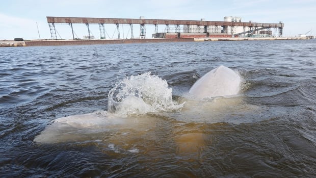 Beluga whales play in the water