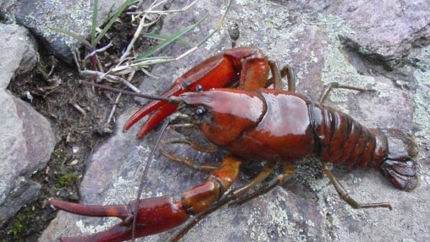 A red crayfish is pictured on a rock
