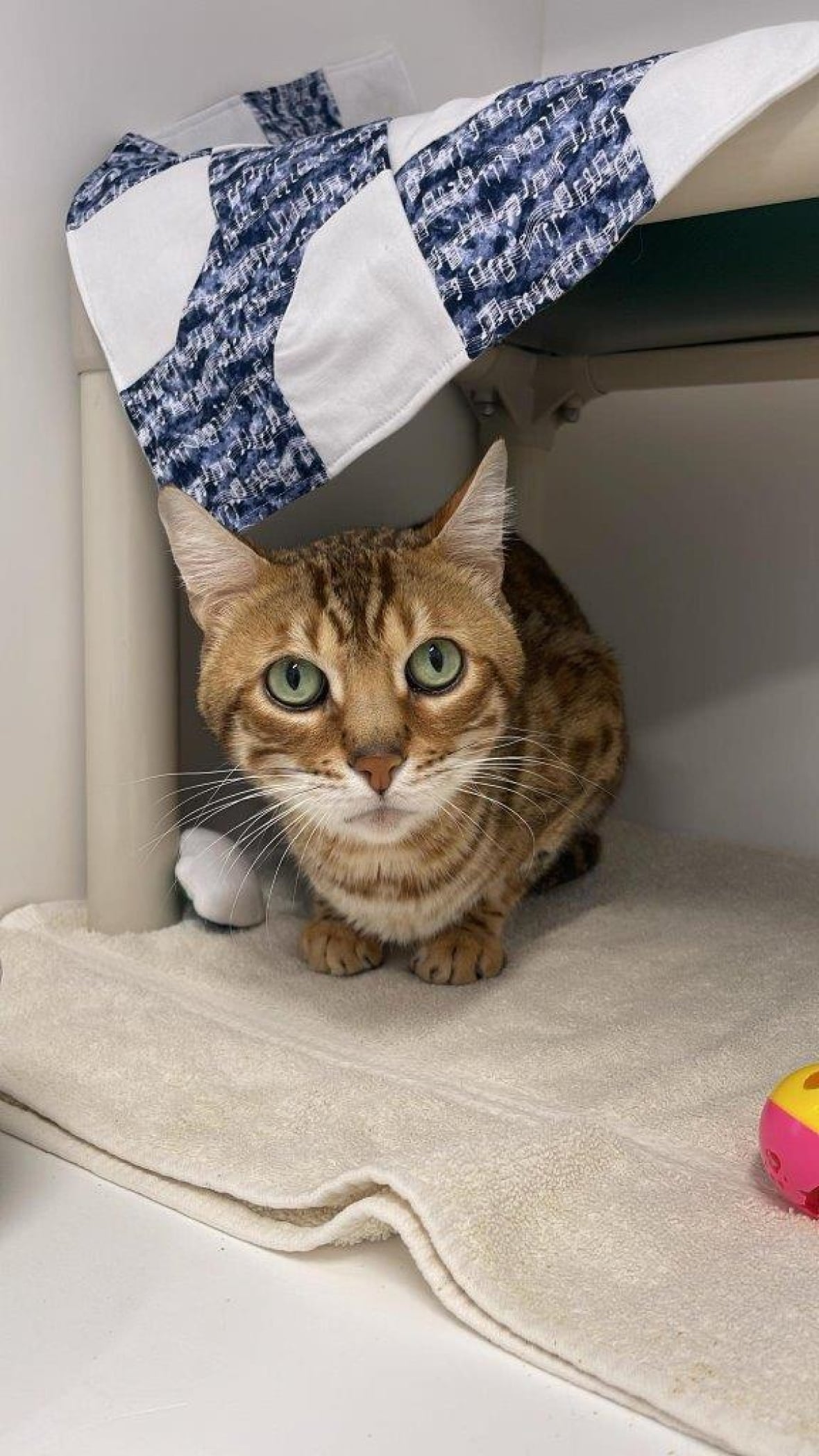 Un gato de Bengala mira la cámara.