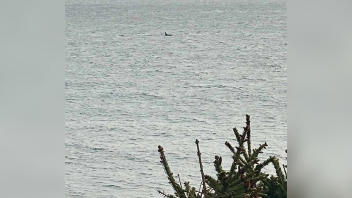 An orca dorsal is shown far away in the water.
