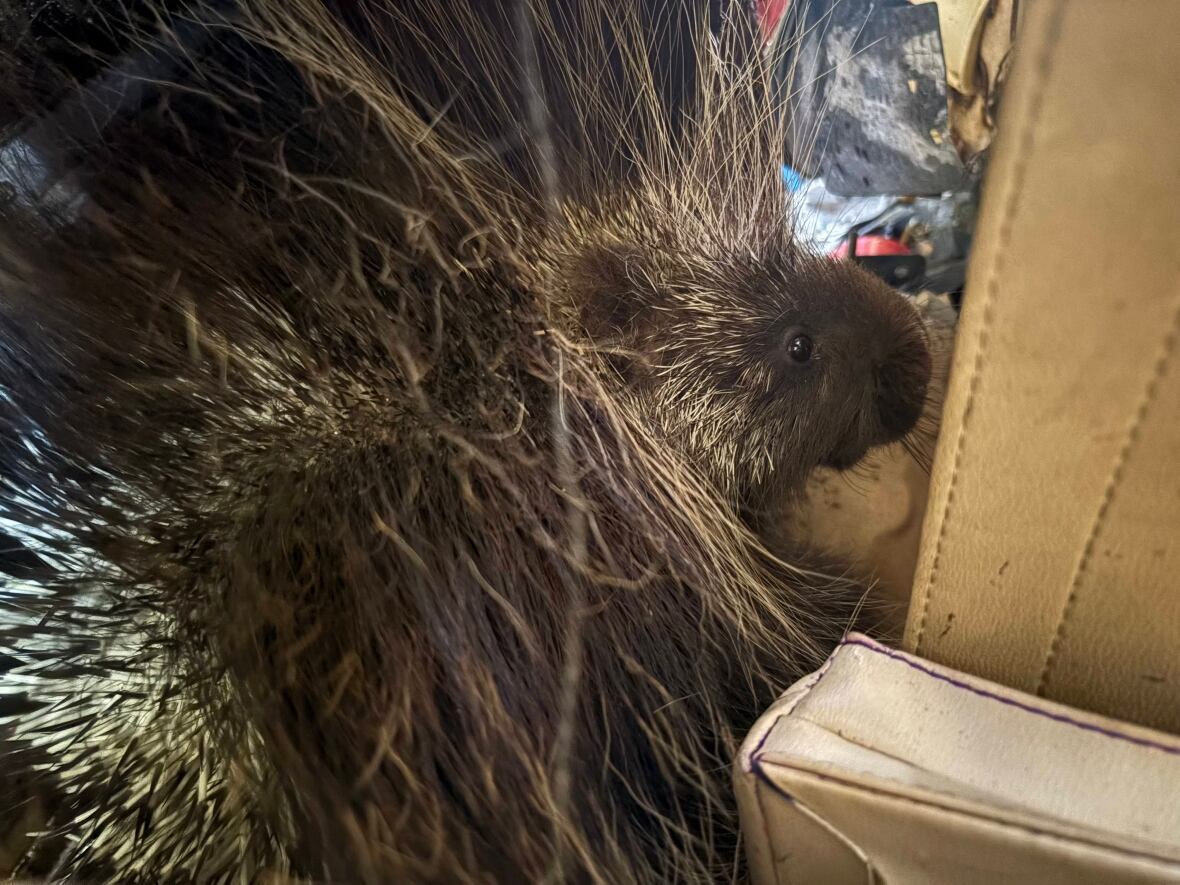 Un asiento de plano de puercoespín y masticación.