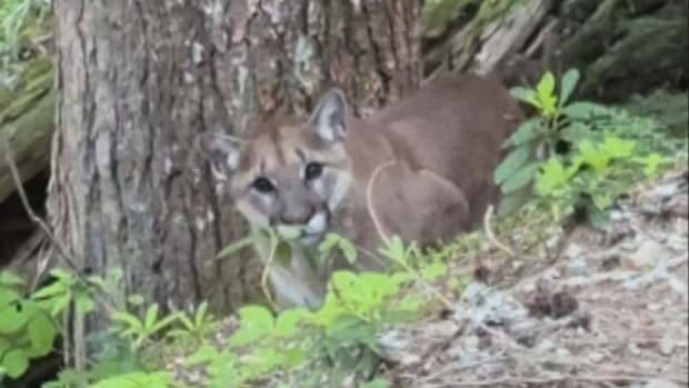 Trail near Garibaldi Lake closed after hikers have scary cougar encounter