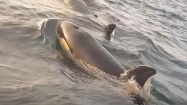 The top and fins of a black whale are seen in the water